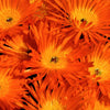 100 Gelato ORANGE ICE PLANT Mesembryanthemum Livingstone Daisy Flower Seeds