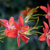 10 FRECKLEFACE BLACKBERRY LILY (Leopard Lily) Belamcanda Chinensis Iris Domestica Flower Seeds