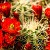 50 CACTUS MIX 'Finest Mixed' Succulent Flower Plant Seeds