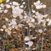 Lunaria Biennis ( Money Plant / Silver Dollar / Honesty / Moonwort ) Flower Seeds – photo 12
