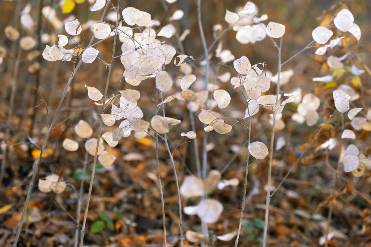 Lunaria Biennis ( Money Plant / Silver Dollar / Honesty / Moonwort ) Flower Seeds – photo 12