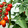 Small Red Cherry Tomato Lycopersicon Lycopersicum Fruit Vegetable Seeds – photo 3