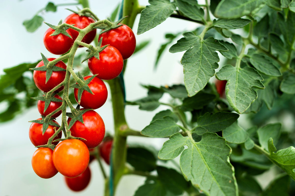 Small Red Cherry Tomato Lycopersicon Lycopersicum Fruit Vegetable Seeds – photo 3