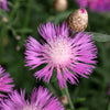 500 MIXED SWEET SULTAN Imperialis Mix Amberboa Moschata Centaurea Flower Seeds - Pink, Rose, Lilac, Purple, Mauve, White, & Yellow