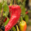 Hungarian Hot Wax Pepper (Hot Banana Pepper) Capsicum Annuum Vegetable Seeds – photo 5