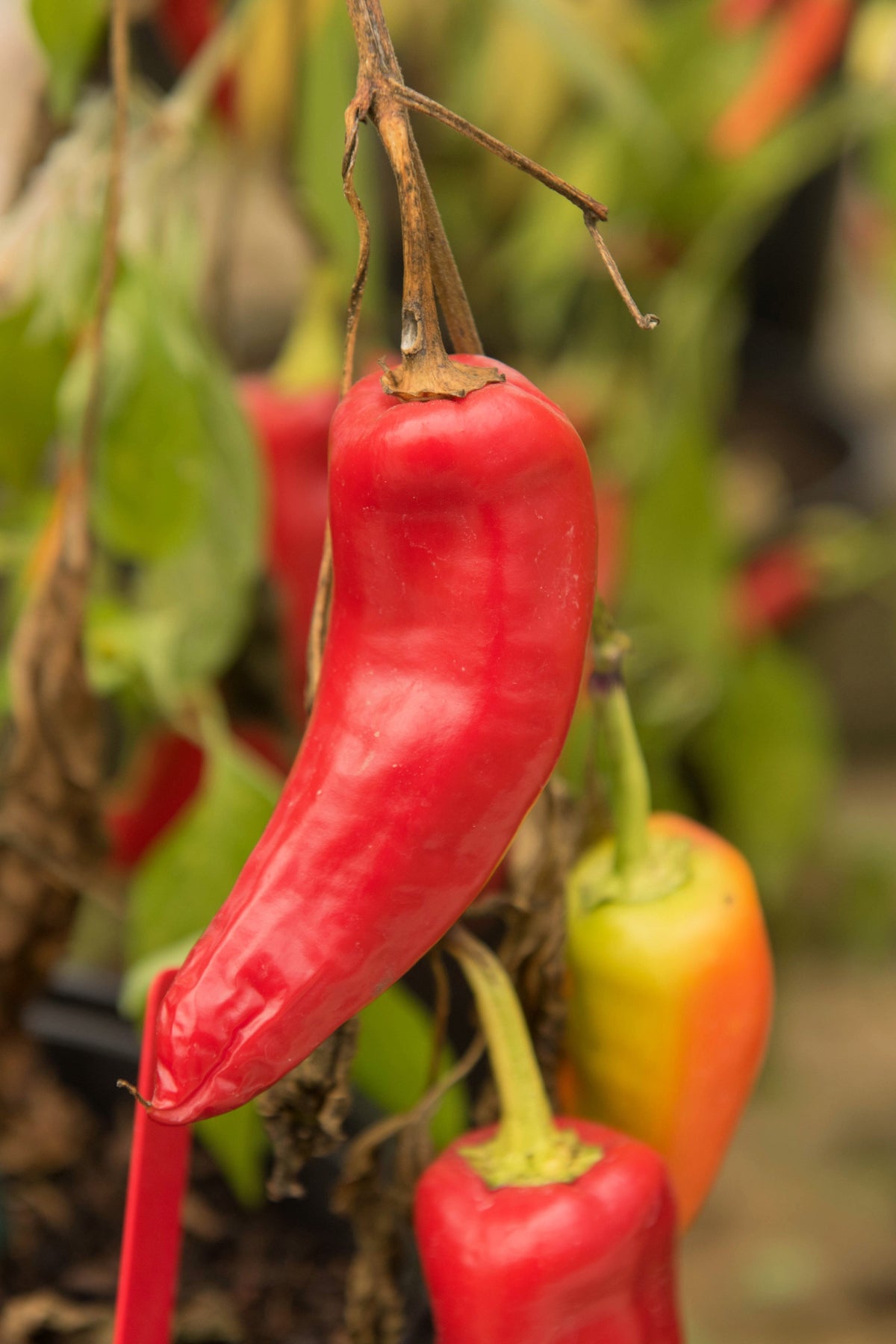 Hungarian Hot Wax Pepper (Hot Banana Pepper) Capsicum Annuum Vegetable Seeds – photo 5