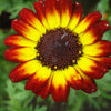 100 GERMAN FLAG DAISY Chrysanthemum Carinatum Tricolor Painted Red Yellow Black Flower Seeds
