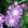 500 MIXED SWEET SULTAN Imperialis Mix Amberboa Moschata Centaurea Flower Seeds - Pink, Rose, Lilac, Purple, Mauve, White, & Yellow