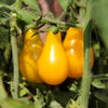 300 YELLOW PEAR TOMATO Lycopersicon Lycopersicum Fruit Vegetable Seeds