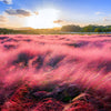 40 PINK MUHLY GRASS Cotton Candy Grass Muhlenbergia Capillaris Native Seeds