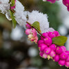 25 CORALBERRY Shrub Flower Pink Indian Currant Symphoricarpos Orbiculatus Seeds
