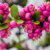 25 CORALBERRY Shrub Flower Pink Indian Currant Symphoricarpos Orbiculatus Seeds