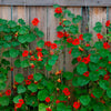 25 Dwarf RED EMPRESS NASTURTIUM Tropaeolum Nanum Hummingbird Flower Seeds