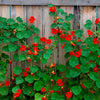 50 Mixed Colors DWARF JEWEL NASTURTIUM Tropaeolum Minus Flower Seeds