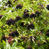 500 BULK American ELDERBERRY Fruit Bush Shrub Tree Sambucus Nigra Canadensis Seeds