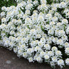 1000 WHITE EMPRESS CANDYTUFT Iberis Amara Groundcover Flower Seeds