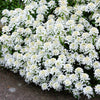 2000 TALL MIX CANDYTUFT Iberis Umbellata Mixed Colors Ground Cover Flower Seeds