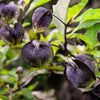 100 APPLE OF PERU Shoofly Plant Nicandra Physalodes Violet Blue Flower Seeds