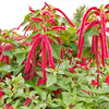 500 LOVE LIES BLEEDING Amaranthus Caudatus (Kiss Me Over The Garden Gate) Flower Seeds