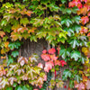 Boston Ivy Seeds – ( Bostonian Ivy / Wall Ivy ) Parthenocissus Tricuspidata Veitchii Vine Flower