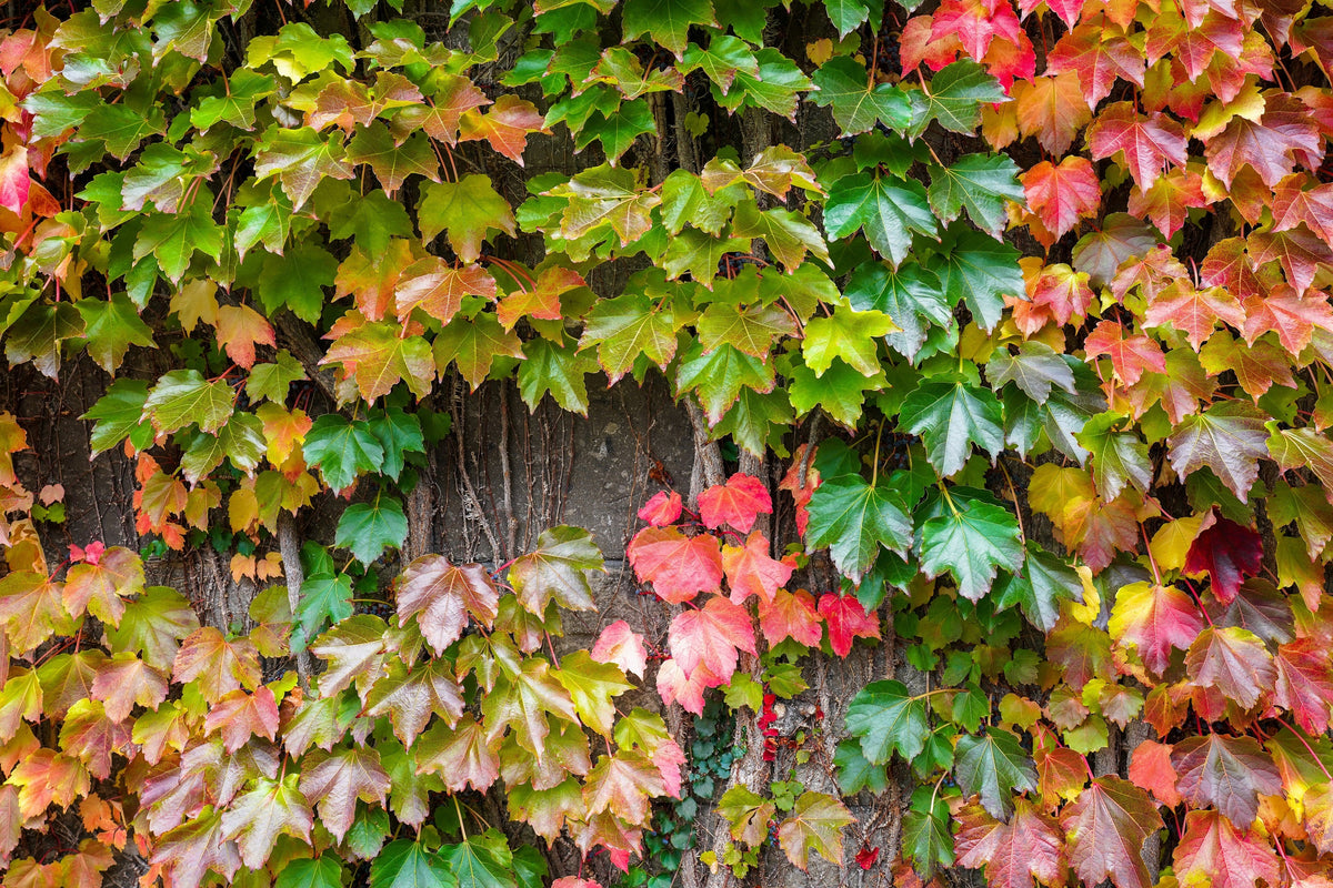 Boston Ivy Seeds – ( Bostonian Ivy / Wall Ivy ) Parthenocissus Tricuspidata Veitchii Vine Flower