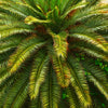 10 Florida ROYAL PALM Roystonea Regia Tree Houseplant Seeds