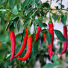 300 THIN CAYENNE PEPPER Hot Chili Long Green Red Slim Capsicum Vegetable Seeds