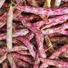 25 DWARF HORTICULTURE BEAN Taylor Long French Phaseolus Vulgaris Vegetable Seeds