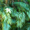 15 PARLOR PALM Neanthe Bella Palm Chamaedorea Elegans Tree Houseplant Seeds