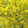 15 GIANT FENNEL Ferula Communis Gigantea Yellow Flower Herb Seeds