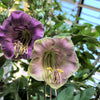 5 CUP & SAUCER VINE Cathedral Bells Cobaea Scandens Climber Purple Hummingbird Flower Seeds