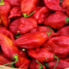 20 GHOST PEPPER SEEDS Blazing Hot Naga Bhut Jolokia Cobra Chili Vegetable Seeds