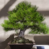 10 RED Japanese PINE TREE Korean Pinus Densiflora Evergreen Seeds