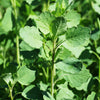 25 PAPALO Yerba Porosa, Summer Cilantro, Bolivian Coriander, Porophyllum Ruderale Culinary Herb Seeds