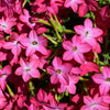 Heirloom Mixed Colors Nicotiana Seeds – (Ornamental Flowering Tobacco) Nicotiana Alata Flower – photo 8