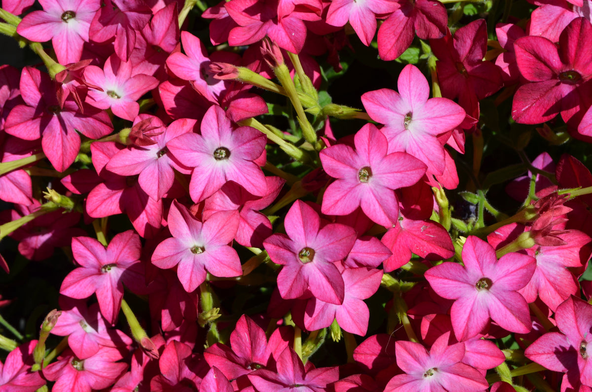 Heirloom Mixed Colors Nicotiana Seeds – (Ornamental Flowering Tobacco) Nicotiana Alata Flower – photo 8