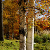 100 WHITE Japanese BIRCH TREE Betula Platyphylla Japonica Seeds