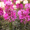 200 MAUVE QUEEN CLEOME Spinosa Hassleriana Purple Pink Spider Flower Seeds