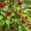 100 ANNATTO TREE Lipstick Plant Bixa Orellana Seeds