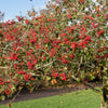 50 WASHINGTON HAWTHORN Crataegus Phaenopyrum Mayflower Shrub Tree Edible Fruit & White Flowers Seeds