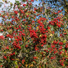 50 WASHINGTON HAWTHORN Crataegus Phaenopyrum Mayflower Shrub Tree Edible Fruit & White Flowers Seeds