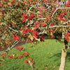50 WASHINGTON HAWTHORN Crataegus Phaenopyrum Mayflower Shrub Tree Edible Fruit & White Flowers Seeds