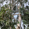 25 RED FOREST GUM Tree Eucalyptus Tereticornis Blue Grey Mountain Flower Seeds