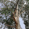 25 RED FOREST GUM Tree Eucalyptus Tereticornis Blue Grey Mountain Flower Seeds