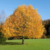 15 TULIP POPLAR TREE Yellow Flower Liriodendron Tulipifera Whitewood Seeds