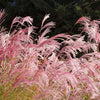 Red Maiden Grass Seeds – Miscanthus Sinensis Plumes Ornamental Flower – photo 10