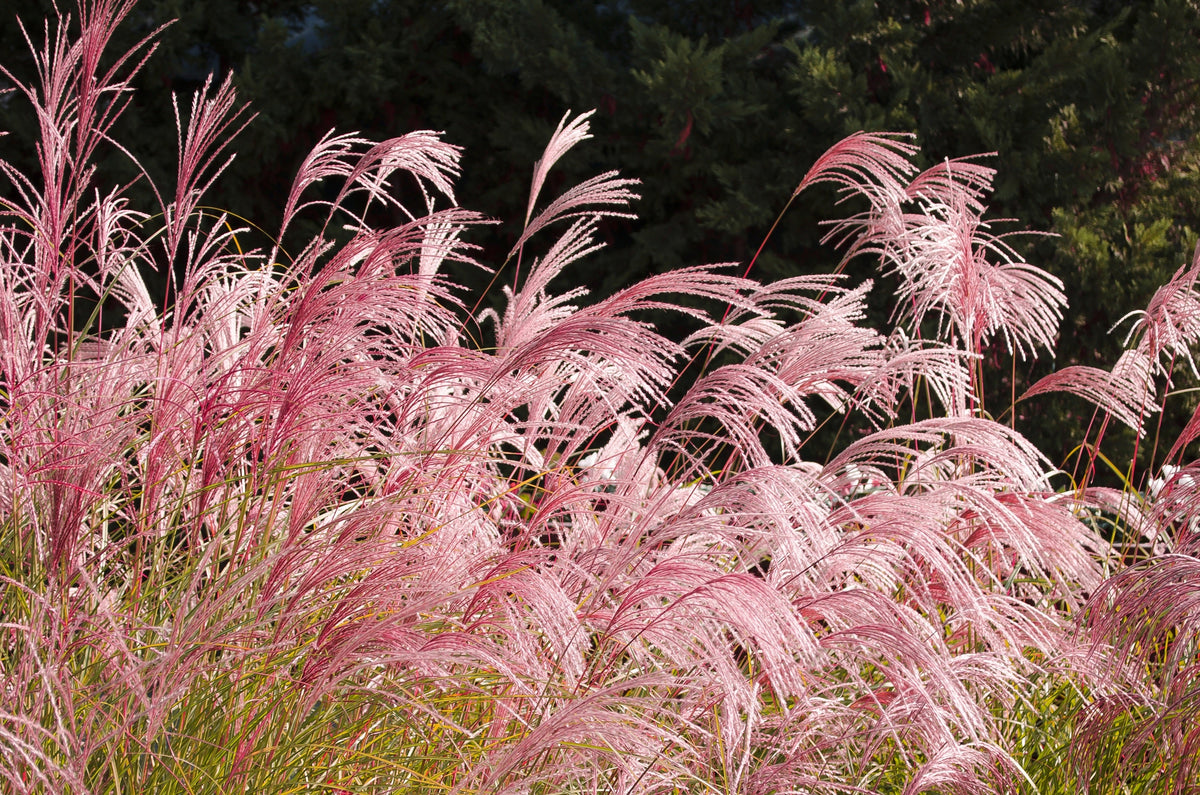 Red Maiden Grass Seeds – Miscanthus Sinensis Plumes Ornamental Flower – photo 10