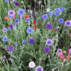 1000 Mixed BACHELORS BUTTON CORNFLOWER Centaurea Seeds
