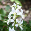 10 GAS PLANT MIX Dictamnus Albus Mixed Colors White Red Pink Lilac Flower Seeds