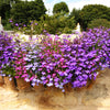 Lilac Purple Lobelia Regatta Lobelia Erinus Flower Seeds – photo 6
